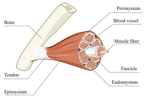 Muscle Cell Structure and Function - Brookbush Institute