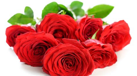 Download wallpaper flowers, roses, petals, red roses, section flowers ...