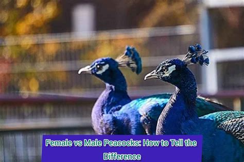Difference Between Male And Female Peacock Chicks at Shelia Meyer blog