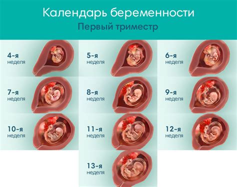 Сколько длится первый триместр беременности: что происходит в 1, 2, 3 ...