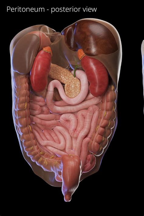 Peritoneum Anatomy Animation