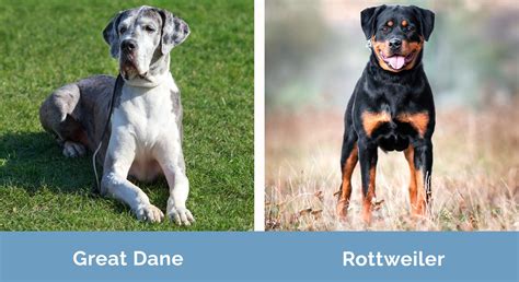 Great Dane Mixed With Rottweiler