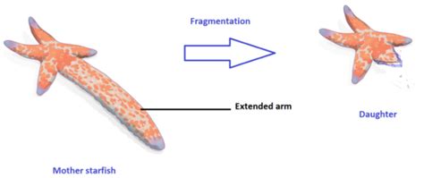 Image result for Fragmentation Animals. Examples
