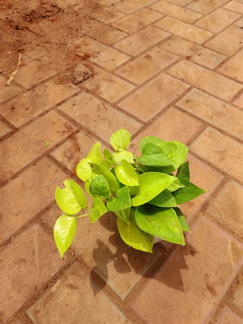 Gold Money Plant in Ceramic Pot – Idyl