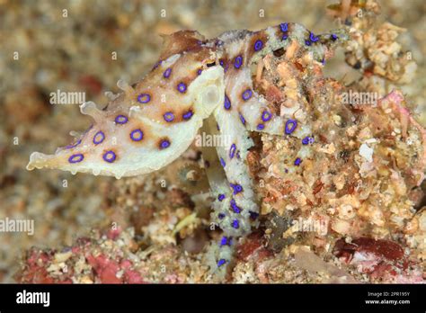 Image result for Blue-Ringed Octopus Poison