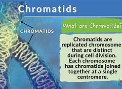 chromatid 的图像结果