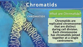 chromatids 的图像结果
