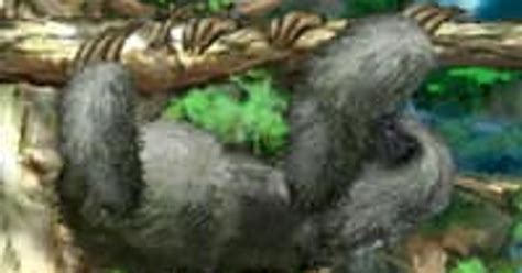 Image result for Sloth Games