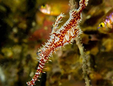 THAILAND DIVE AND SAIL (2026) All You Need to Know BEFORE You Go (with ...