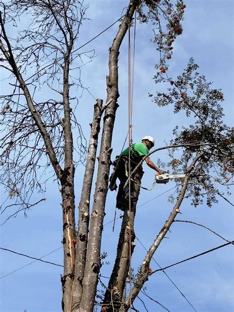 Tree Pruning Portland 的图像结果