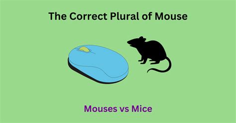 What Is A Plural Of Mouse at Alicia Montes blog