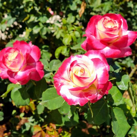 Rosa "Double Delight" | Rose - Plant – Lalit Enterprise