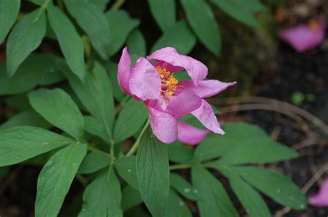 Paeonia officinalis - Klosterpion, Garden Peony | Botanical Garden ...