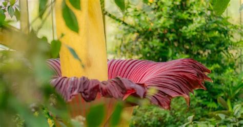 In pictures: Blooming titan arum | Kew
