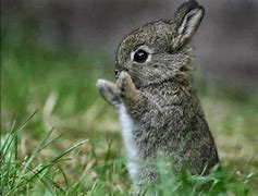 Image result for Cute Baby Animals Bunnies