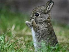 Image result for Spring Animals Bunnies