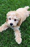 Image result for Teacup Cockapoo Puppies