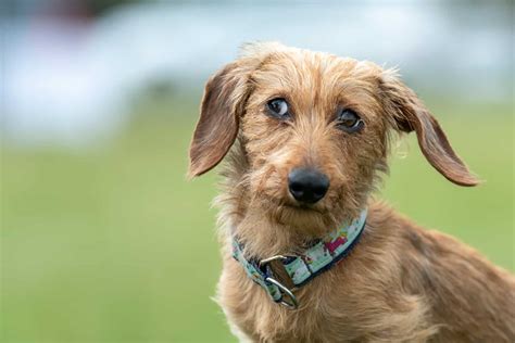 10 Reputable Wire Haired Dachshund Breeders In The U.S.