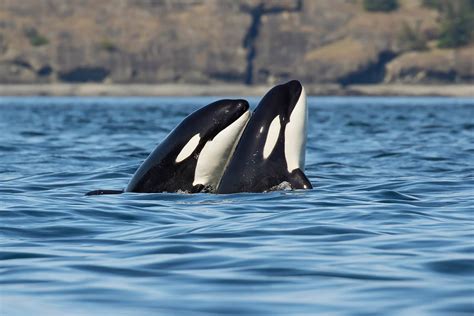 Wild Orca Pod