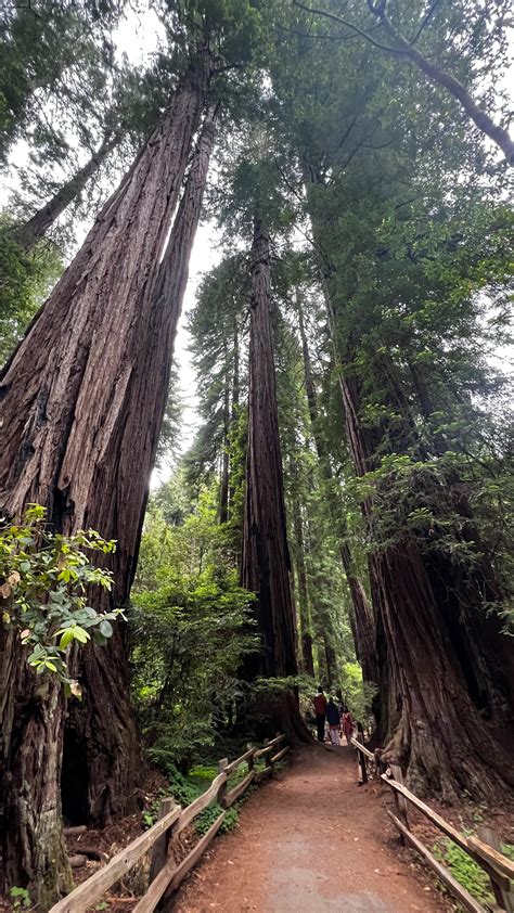 Muir Woods State Park Activities