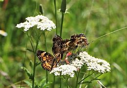Image result for Whimsical Rabbit Pic with Butterflies
