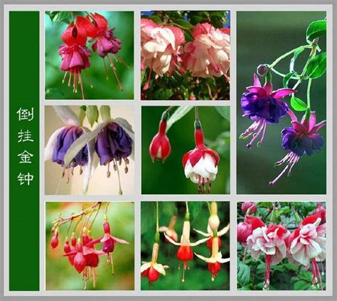 100种花的名字和图片,100100图片,100试卷(第10页)_大山谷图库