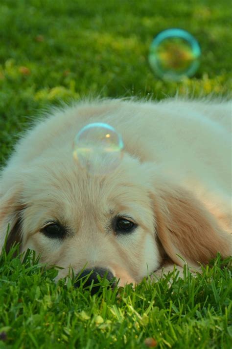 Download wallpaper grass, dog, White, Bulbs, section dog in resolution ...