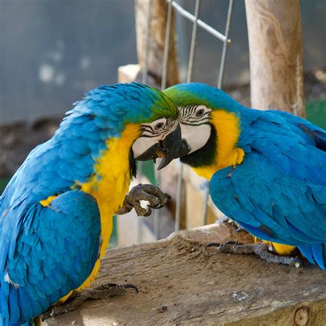 FLYING HIGH BIRD SANCTUARY (2026) All You Need to Know BEFORE You Go ...