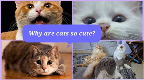 Image result for Cat Command in Shell Script