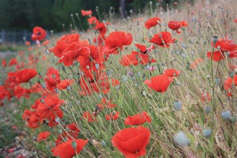AMBIL SEKARANG