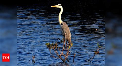 Tamil Nadu: Eco-sensitive zone notified for Ousteri bird sanctuary ...