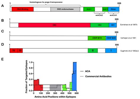 Anti-Centromere B Antibodies Quest at Alannah Thwaites blog