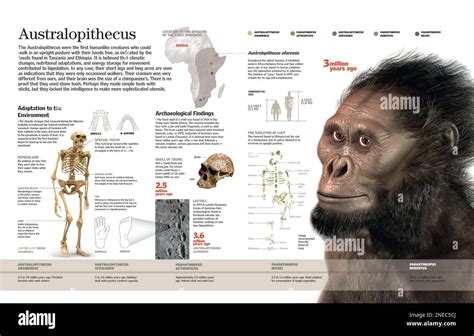 Image result for Australopithecus Evolution Chart