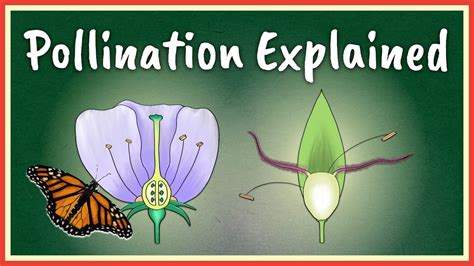 Pollination Explained 的图像结果
