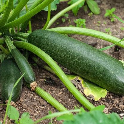 Black Beauty Zucchini Seeds for Planting | Buy Online USA – Emma Garden