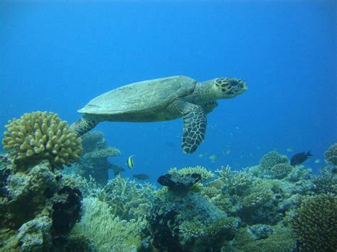 MURAKA DIVING (2026) All You Need to Know BEFORE You Go (with Photos ...