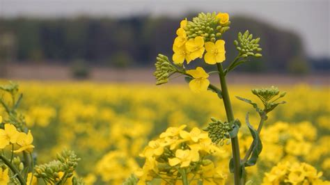 How Does Mustard Plant Look Like at Shanita Parker blog