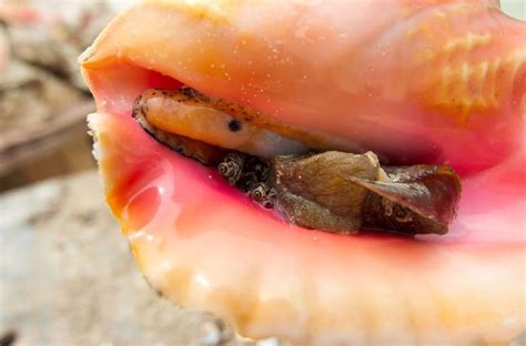 Image result for Conch Shell Food