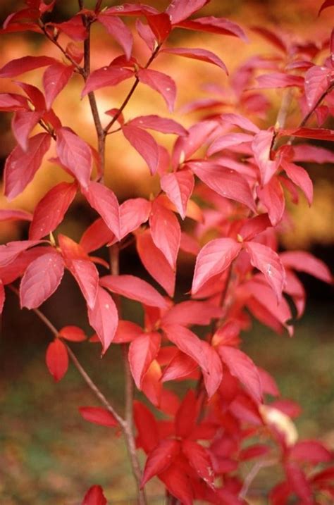Stewartia sinensis - Chinese stewartia | The Dawes Arboretum