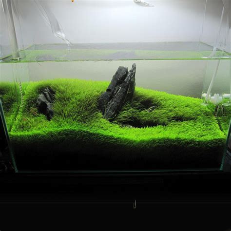 ADA IC205 Utricularia Graminifolia | TC Live Plant – cloningaquapets