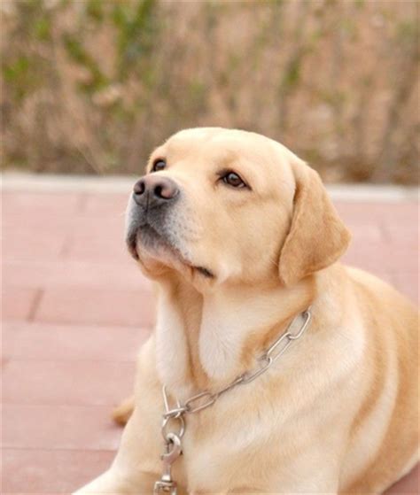 2017年拉布拉多现在价格、拉布拉多犬多少钱一只-搜狐