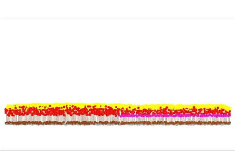 Cells in the Cloud: Scaling a Biological Simulator to the Cloud | Digit