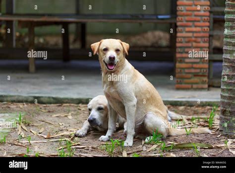 Image result for 2 Labrador Retriever