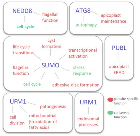 Ubiquitin-Like Modifiers: Emerging Regulators of Protozoan Parasites