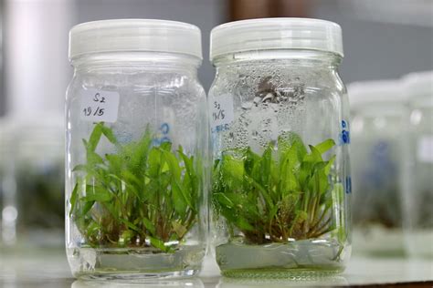 What Is Plant Tissue Culture Experiment at Willie Liggins blog