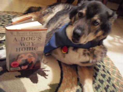 Grab A Book From Our Stack: "A Dog's Way Home" by W. Bruce Cameron