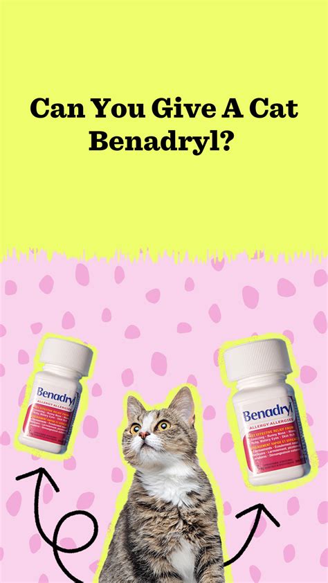 Benadryl for cats – Artofit