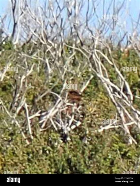 Southern Emuwren (Stipiturus malachurus) Aves Stock Photo - Alamy