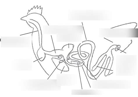 Image result for Chicken Digestive Track Labeled