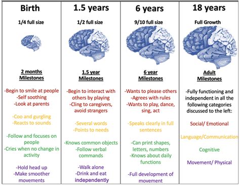Image result for Neurodevelopment Process